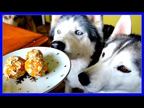 NO BAKE PEANUT BUTTER DOG COOKIES | Snow Dogs Snacks 49 | DIY DOG TREATS