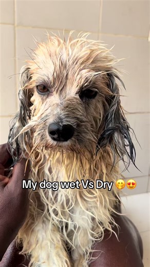 Bath day #wetdog #dogbath