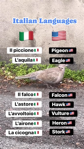 21K views · 259 reactions | Italian languages #fblifestyle | Mr Friday TV | Facebook