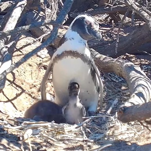 143K views · 4.4K reactions | Penguin Portrait on our new Penguin nest cam. | explore.org | Facebook