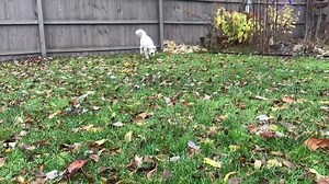 Miniature Goldendoodle Louie. 1 years old. Under 40 lbs. loves kids and very sweet! He will be posting soon. | Michigan Doodle Rescue Connect