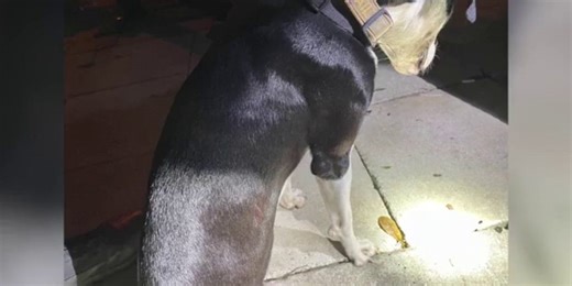 'Drunk' Florida man accused of shooting, killing dog after becoming angry about Milton power outage