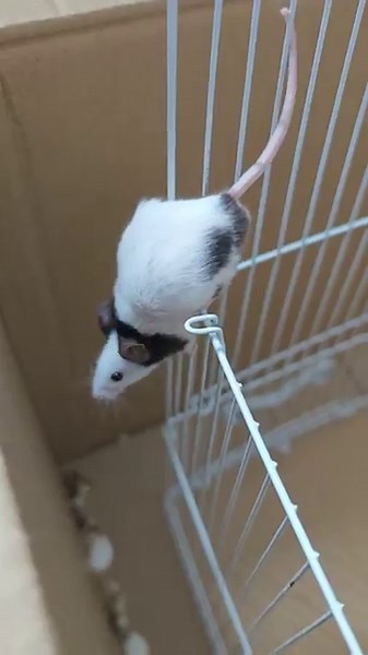 The Great Mouse Escape