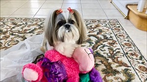 I just celebrated my 16th birthday in Heaven on April 19th 😇🎉 with my cat sister Angel Lexi 😻😇 Here is a clip of me enjoying the paper a little more than the present on one of my past birthdays 🥳🤣 🐾 🐾 🐾 🐾 #shihtzu #shihtzulovers #dog #doglover #dogoftheday #cutedogs #pet #doglife #cutenessoverload #shihtzulove #dogvideos #funnydogs #dogsoffacebook #dogbirthday | Lacey Shih Tzu