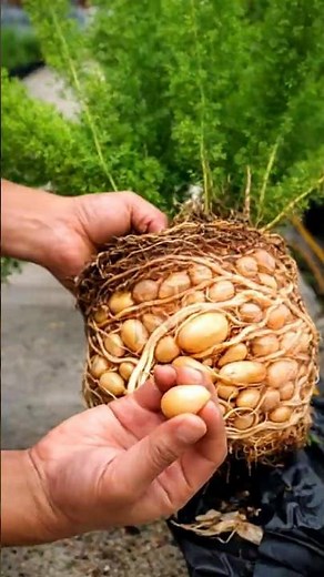 Checking Roots & Tubers of a Mature Foxtail Fern 🌱 Surprising Growth #farminglife #farming