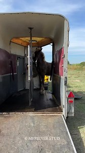 🔅 Le van et nos poulains 🔅 Habitués à monter dans le van dès leur première semaine de vie afin de rejoindre les pâtures, voici nos poulains sans leurs mères ( elles sont de l’autre côté de la clôture ) à l’âge de 6-7-8 mois lors d’une séance avec le van où l’on peut les voir monter dedans sans aucune appréhension. 😄 Le van est devenu une aire de jeu pour eux. 🛝 Nos poulains montent en van en moyenne 1 fois toutes les 2 semaines de leurs naissance jusqu’à leurs sevrages. A chaque changement d