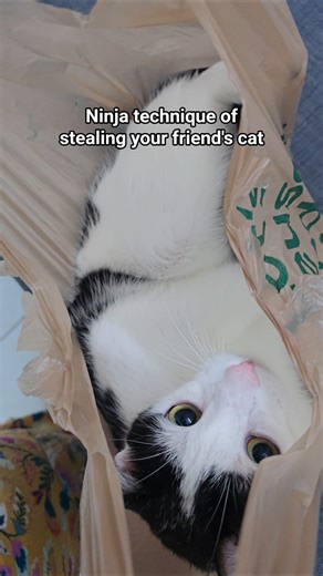 Ninja technique of stealing a cat #funny #catshorts #trending #cutecat #funnycats #cat #kitten #cute