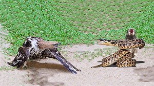 1.3M views · 12K reactions | Hawks Throw Snakes From The Cliff To The...