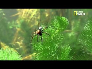 The Argyronete: a diving spider