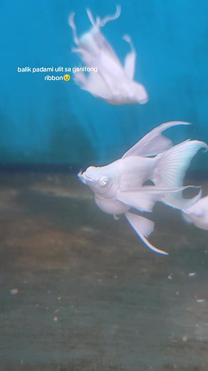 pkbm ribbon 🔥 #ornamentalfish #2024 #trending #balloonmollyfish #fypシ #pkbm