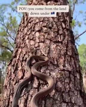 Babies of Olive Python trapped in an old water tank.