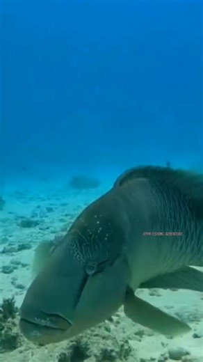Humphead Wrasse (Cheilinus undulatus), also known as the Napoleon Wrasse. 😱😱 This species is one of the largest reef fishes and can grow up to 2 meters long. It’s also listed as endangered due to overfishing and habitat loss. #JohnFishingAdventure #fishing #viralreels #viral #usa #usareels | John Fishing Adventure