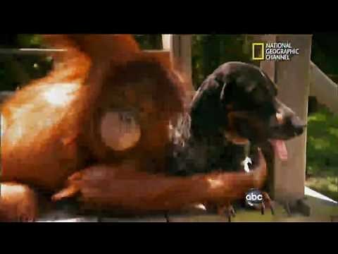 Orangutan and Dog: Odd Animal Pairs