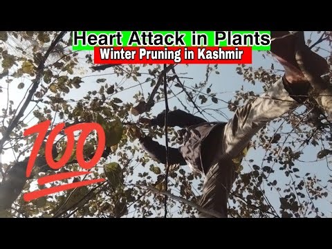 Heart Attack in Plants!!No Bud Formation!!Pruning in Kashmir!!Kashmiri Pruning Techniques