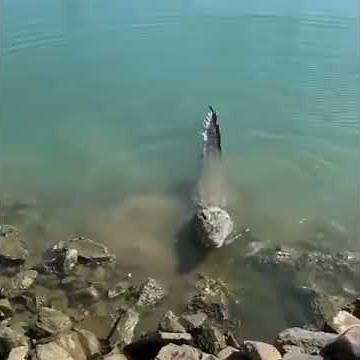 Alligator eats pigeon 🤯🤯🤯