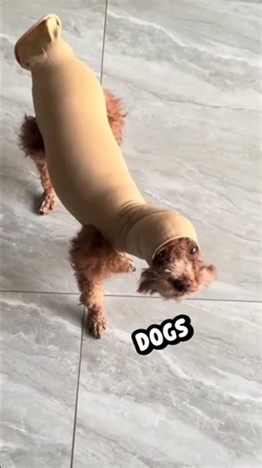 SkiMs FoR DoGs 🧈🌭