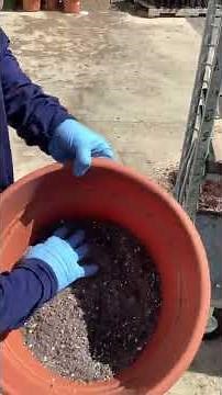 POT Olive trees!! THE RIGHT SOIL!!!!