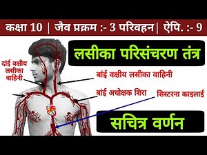 lymphatic circulation system