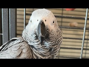 Two African Grey Parrots Talking On Live