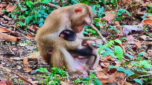 34K views · 956 reactions | Shaking & Crying  Tiny Monkey Cries for Mama! Heartbreaking Moment When Left Alone | Monkey Video | Facebook