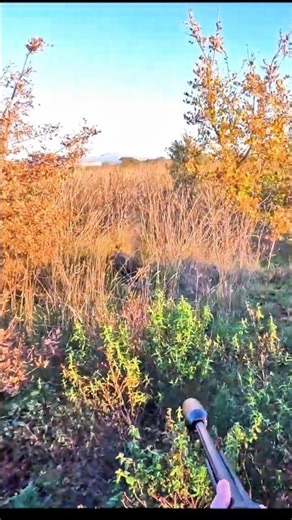 #hunting #wildernessseason Wild Boar Hunting Adventure | Close Range Action!