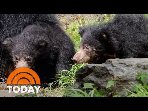 Philadelphia Zoo announces names of sloth bear cubs