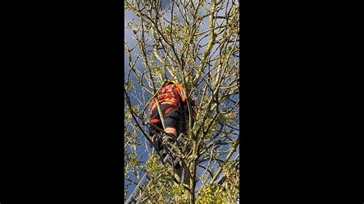 This cygnet had flown into a tree and jammed itself with wings spread out on Saturday morning. Cambridgeshire Fire and Rescue called asking if we could care for the bird once they had brought him down. Littleport Fire Station were in attendance and we were fortunately not far from the scene. Emma and I arrived and the sight was shocking. We could see him move occasionally and we hoped the way he was jammed was simply keeping him there and he wasn't struggling to stay alive. The excellent rescue 