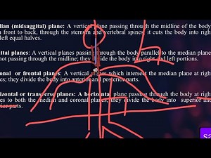 Anatomy planes