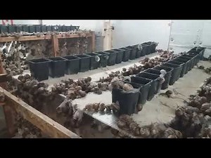 Snail farm breeding room 2019 kerry escargot
