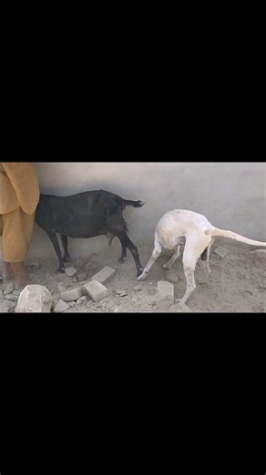 Dog Meets Goat for the First Time! 🐶🐐❤️ | Unexpected Animal Friendship