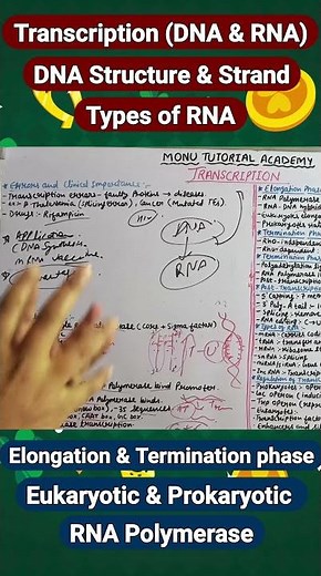Transcription Process in Microbiology | DNA → RNA | Transcription Simplified for BSc Nursing & MLT