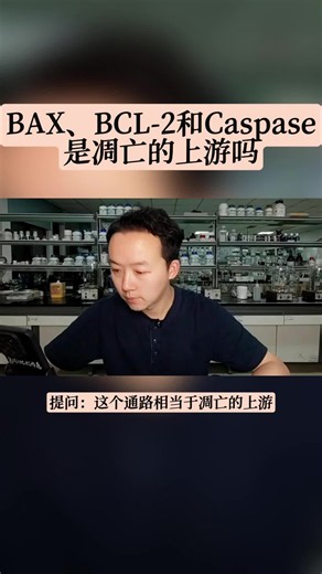 BCX、BCL-2、caspace是凋亡的上游吗？