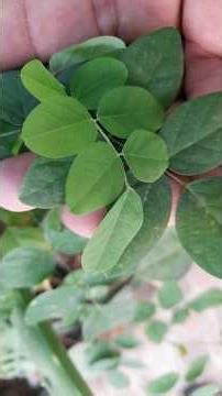 लगि शर्त ! आप इस पौधे को पहचान नहीं पाएंगे... On Health Channel By Vishal Sathye, Motivational Video