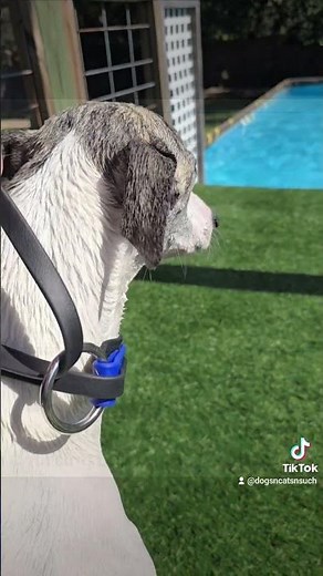 BioThane Fast CAT/Lure Coursing Lead from Clean Run #dogtraining #lurecoursing #fastcat #dockdiving