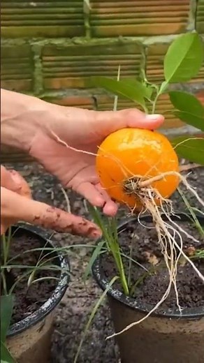 How to Grow Orange Trees in Pots at Home Get Lot