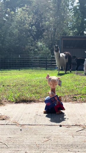 Llama story time with #llamallamaredpajama #funny #cute #llamas | Llama Llama Red Pajamas