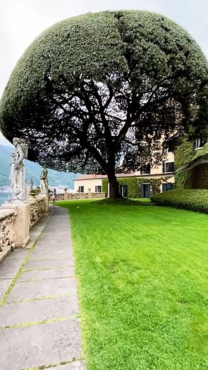 Nature on Instagram: "Umbrella tree  How impressive is this holm oak? Known as the umbrella tree. Once a year two gardeners climb up into its crown on ladders, and for two weeks they prune the tree like a skirt as they meticulously trim it into shape. Its healing powers helped James Bond recuperate – Casino Royale.  @brigrc Villa del Balbianello, Como, Italy"