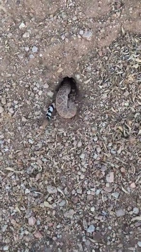 Western Diamondback Rattlesnake Being Released