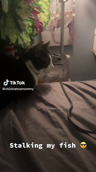 #stalkingthefish #funnycat #catsoftictok