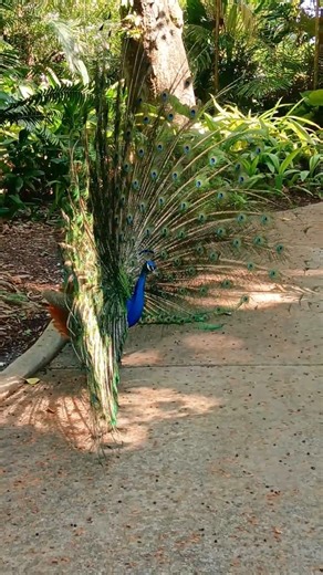 Amazing Peacock Opening Feathers at Flamingo Gardens, Florida 🦚 Must-See Wildlife!