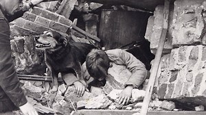 11K views · 830 reactions | On the 76th anniversary of the Blitz, we're remembering the animal heroes whose bravery and devotion to duty helped to save so many lives #lestweforget #wealsoserve | PDSA | Facebook