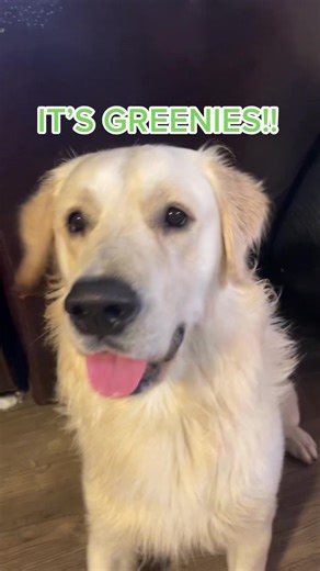 The body slam on the couch 😂 #whosthatpokemon #itspikachu #goldenretriever #funnydogvideos