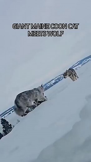 Main Katze trifft jungen Wolf 😱 | Erika Schmid