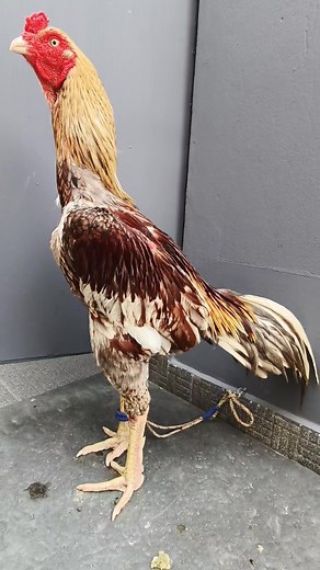 9.2K views · 357 reactions | Beautiful Dumar Java MashaAllah ❗ #maidulfollowers #everyoneシ゚ #highlightsシ゚ #fbreelsfypシ゚ #viralvideochallenge #fbyシvideo #virulreels #enjoyeverymoment #fbreelsfypシ゚viralfbreelsfypシ゚viral | Maidul Islam | Facebook