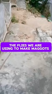 How we are using flies to produce an organic livestock feed | Bempet Organic Farm