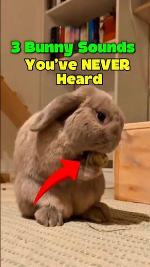 3 bunny sounds you’ve never heard before 🐰👂✨ #rabbit #shorts