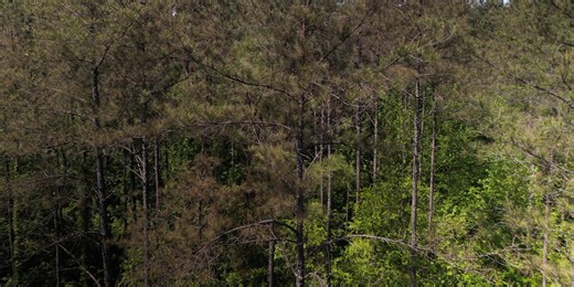Pine needle blight a growing problem for Mississippi, experts say