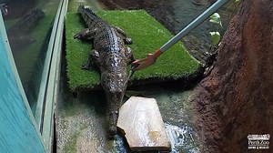 10K views · 296 reactions | We're champing at the bit for our re-opening this Saturday! ⠀ ⠀ How much do you think this Freshwater Crocodile weighs?   | Perth Zoo | Facebook