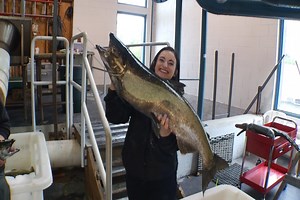 MTM On The Road: The Boardman River Weir’s Fish Harvest in Traverse City