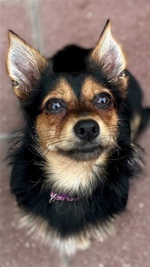 Balanced Obedience Dog and Puppy training